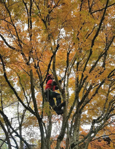 Drendel's Tree Service - Certified Arborist